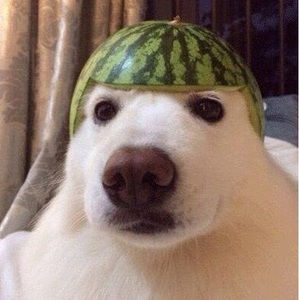 Meet your Posher, Buutterdog